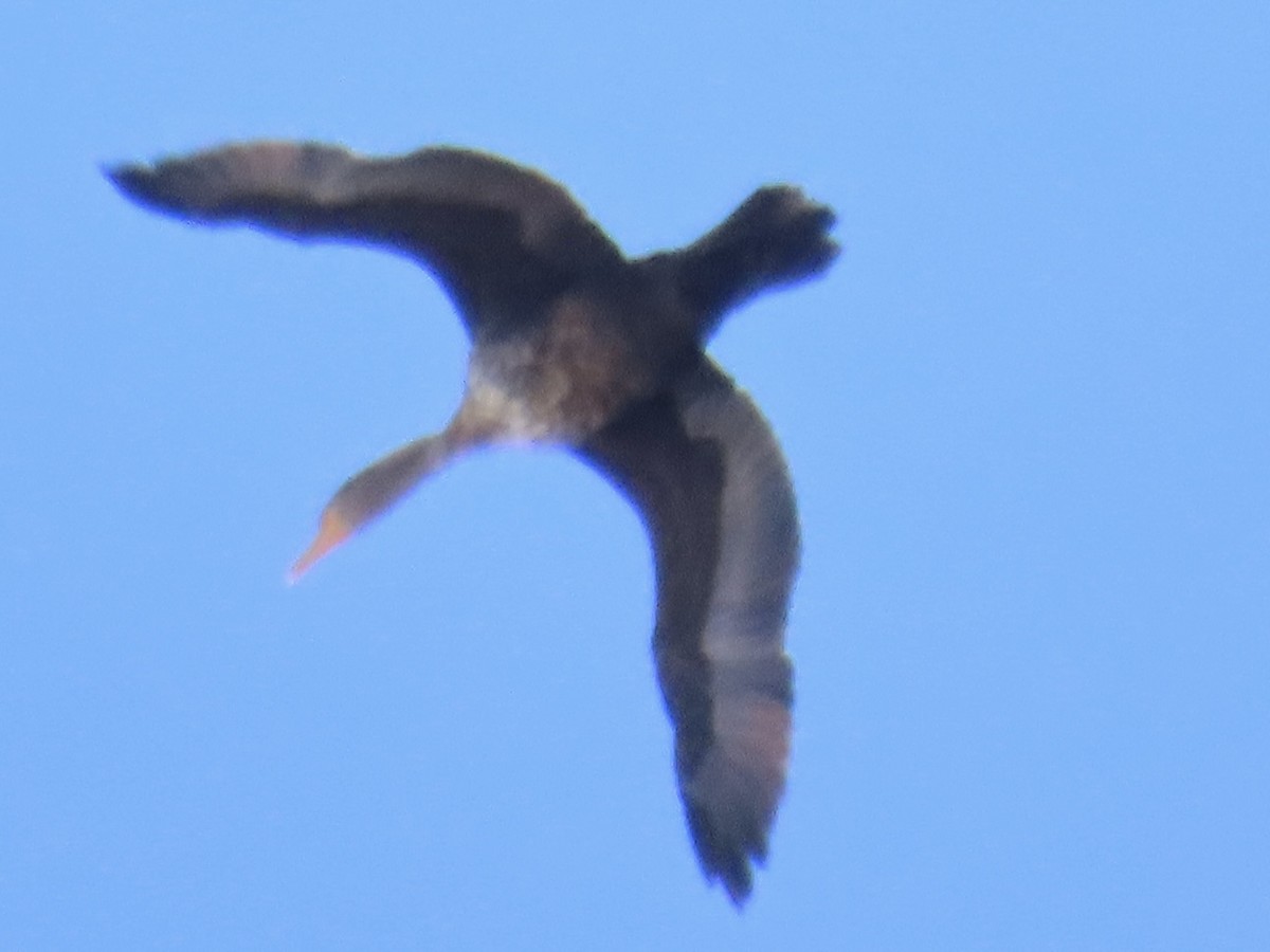 Double-crested Cormorant - ML645869005