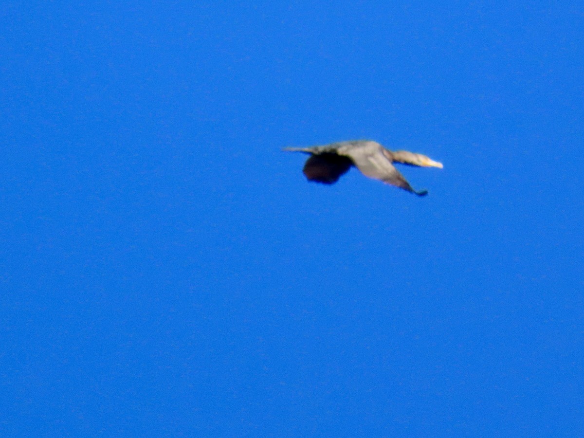 Double-crested Cormorant - ML645869006