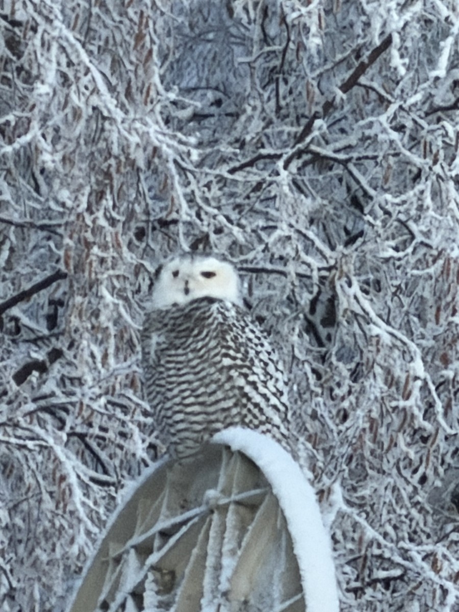 Snowy Owl - ML645869008