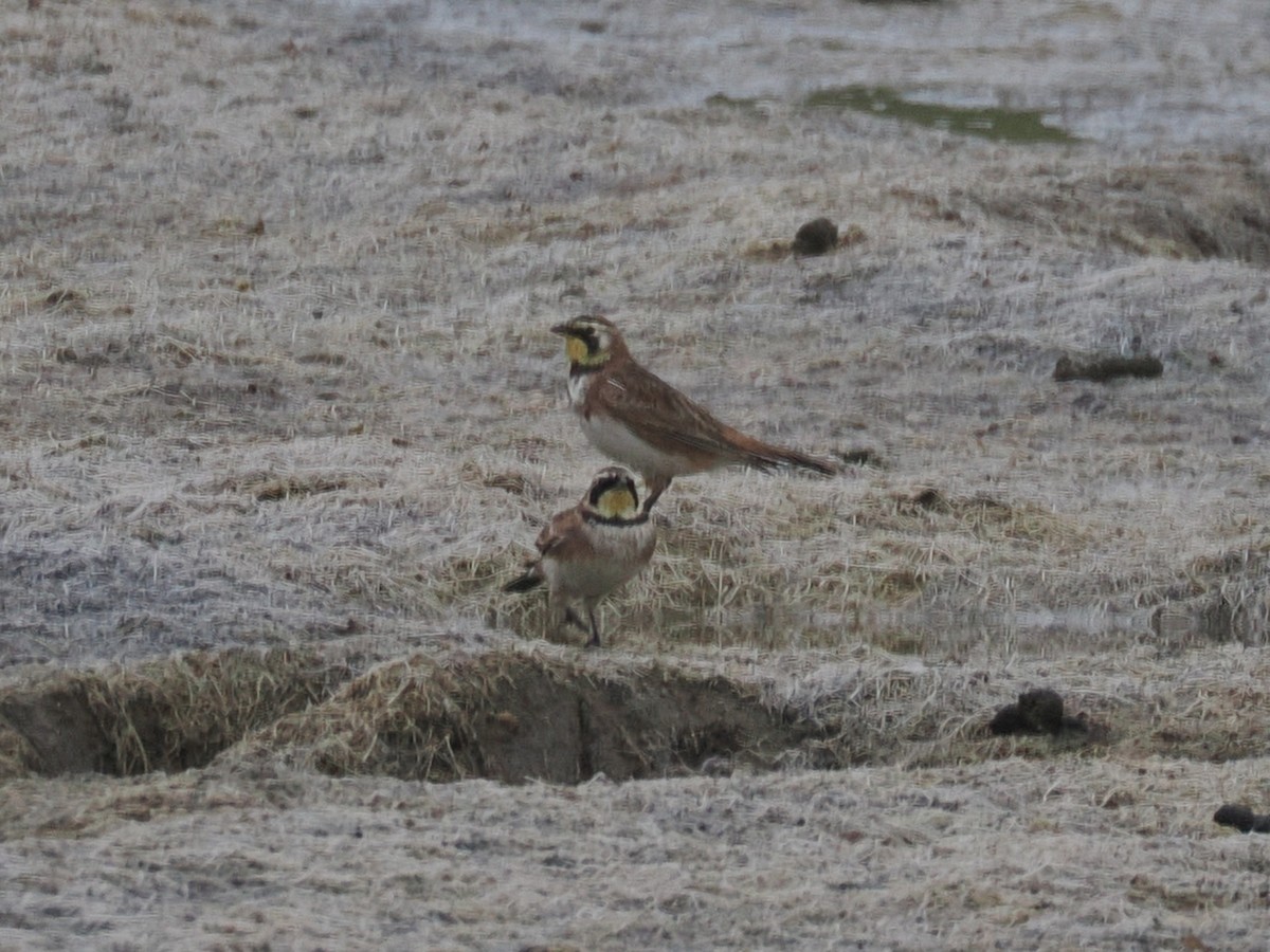 Жайворонок рогатий - ML645869011