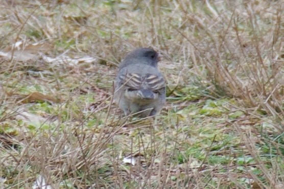 Dark-eyed Junco - ML645869012