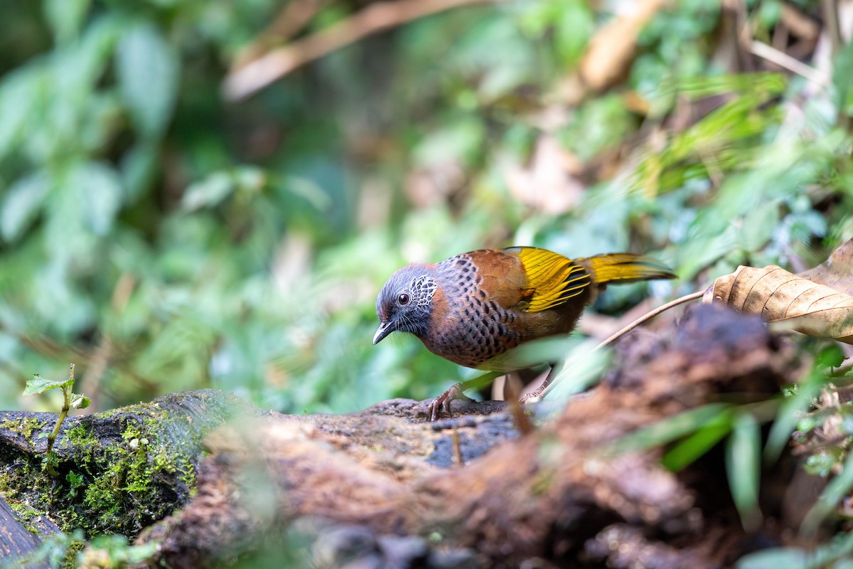 Chestnut-crowned Laughingthrush - ML645869013