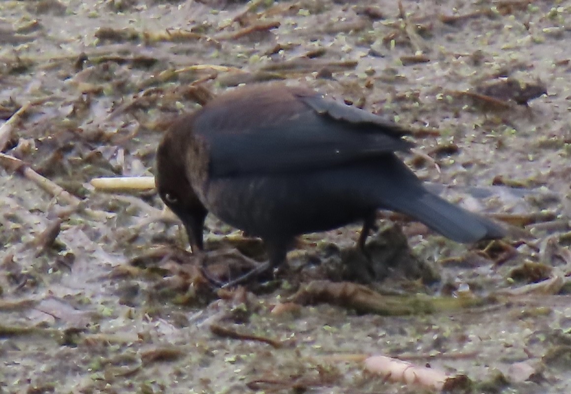 Rusty Blackbird - ML645869017