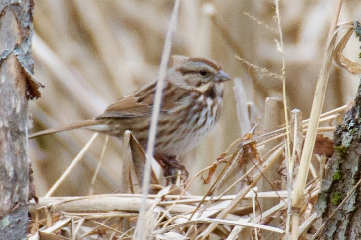 Song Sparrow - ML645869023