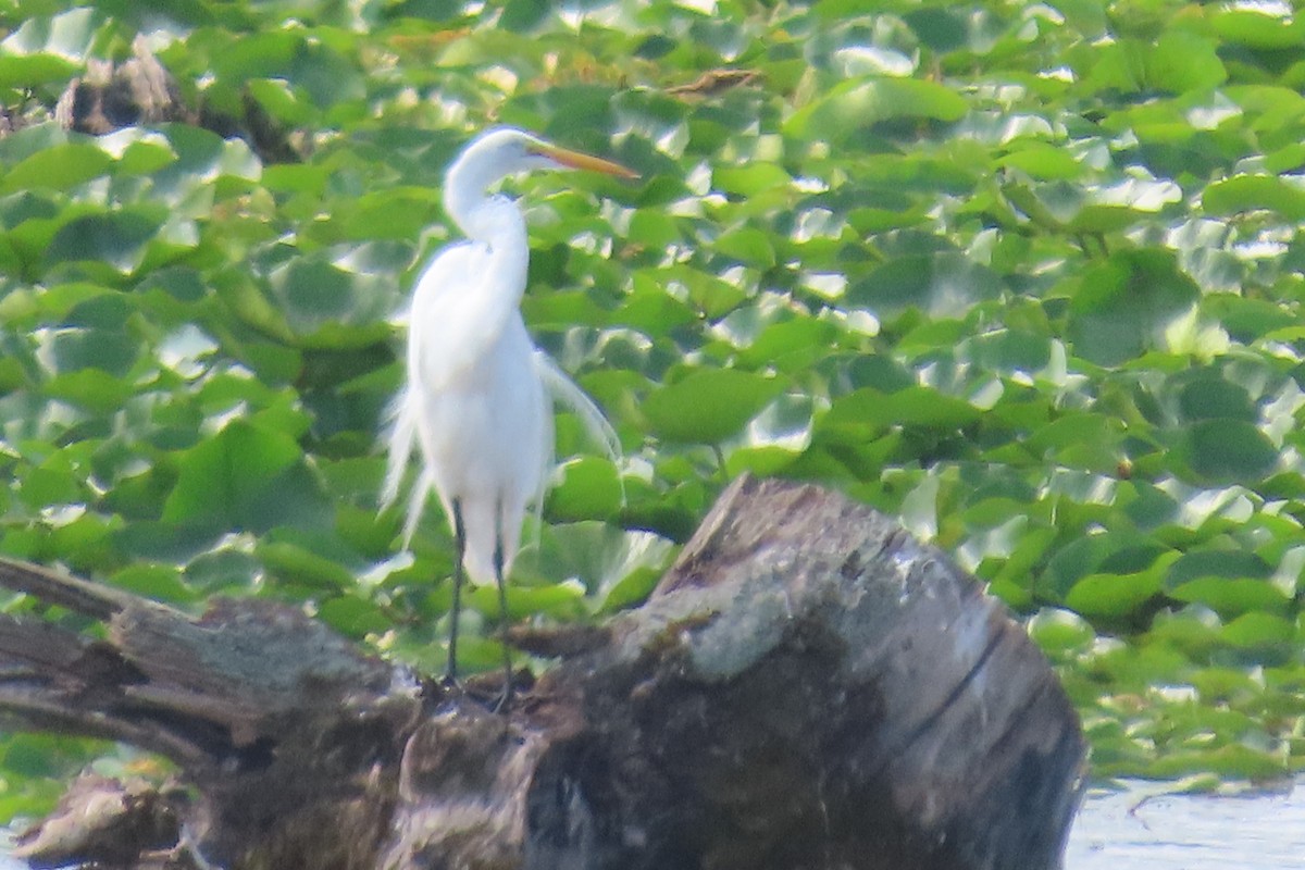 Silberreiher - ML645869024