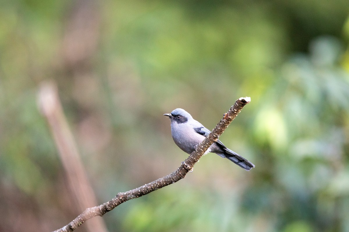 Beautiful Sibia - ML645869025