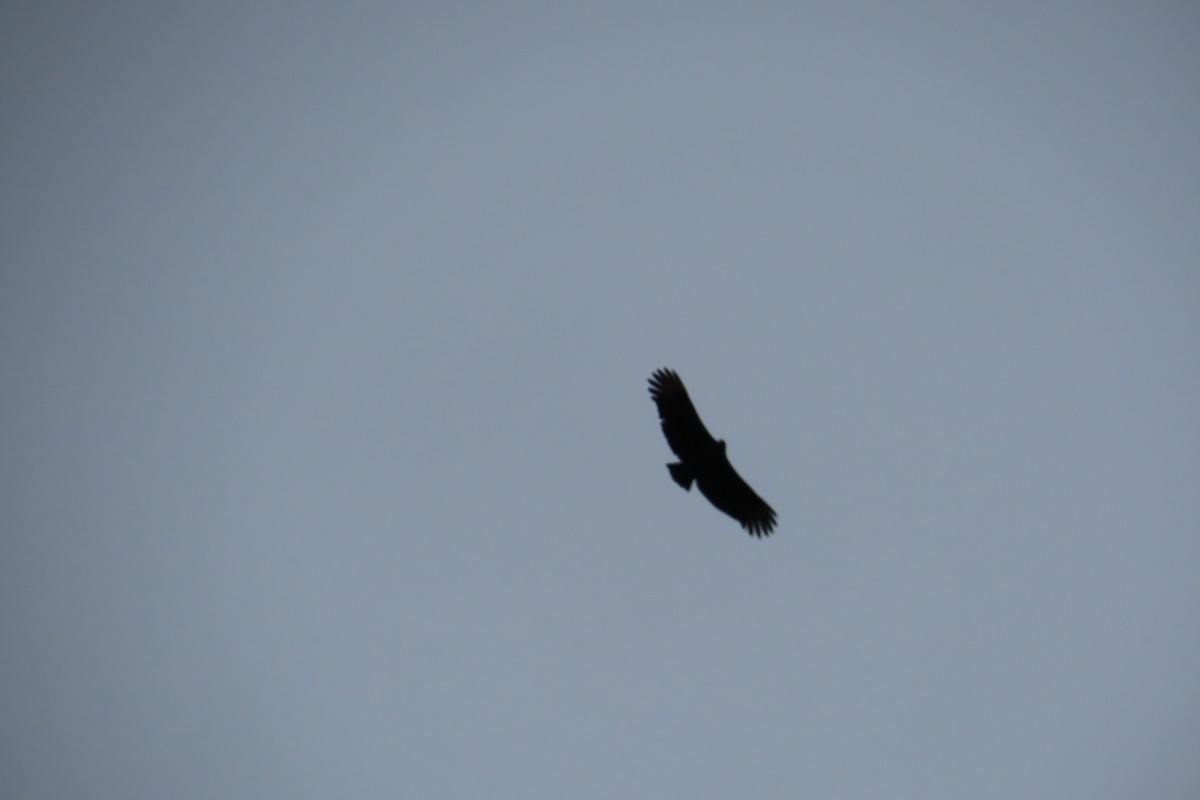 Black Vulture - ML645869028