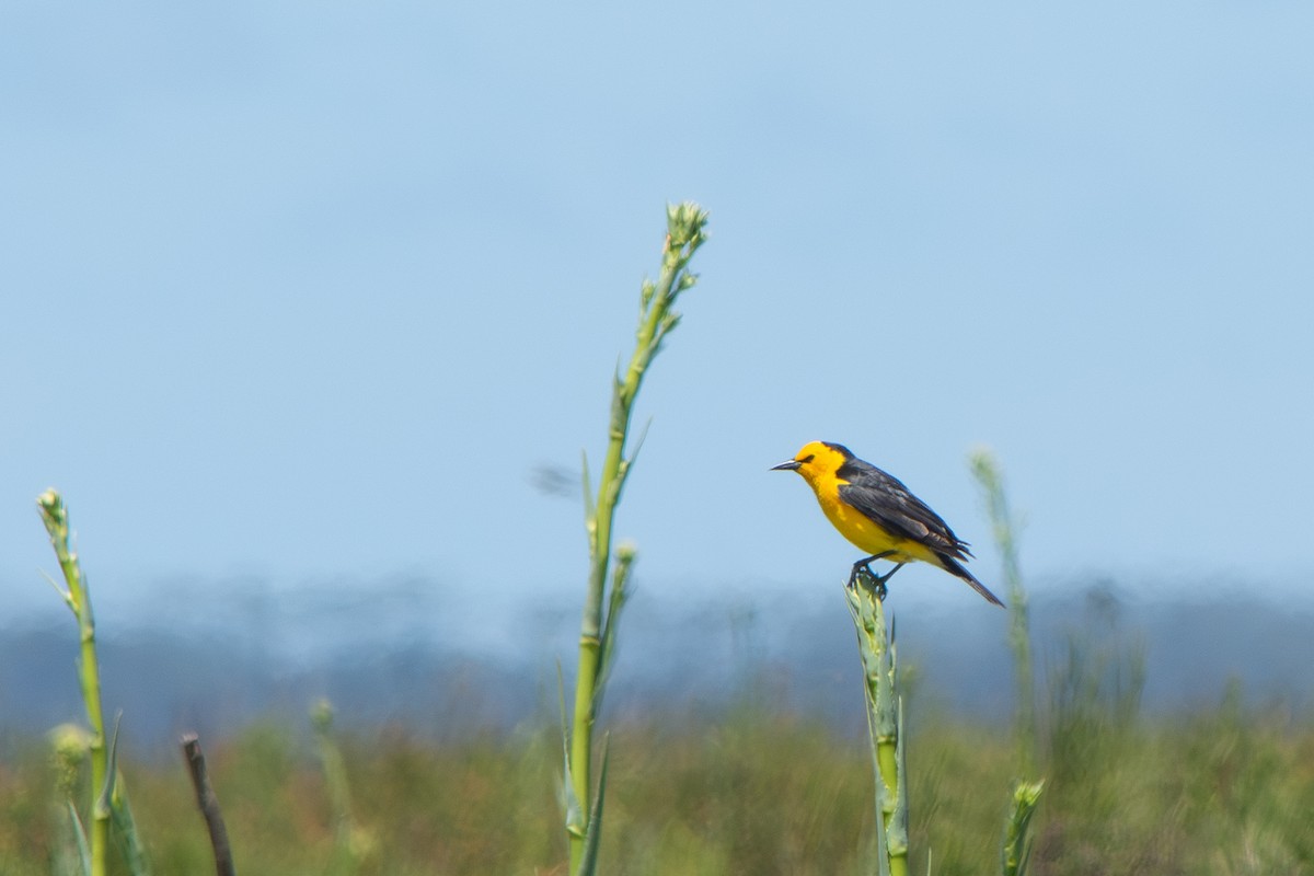 Saffron-cowled Blackbird - ML645869034