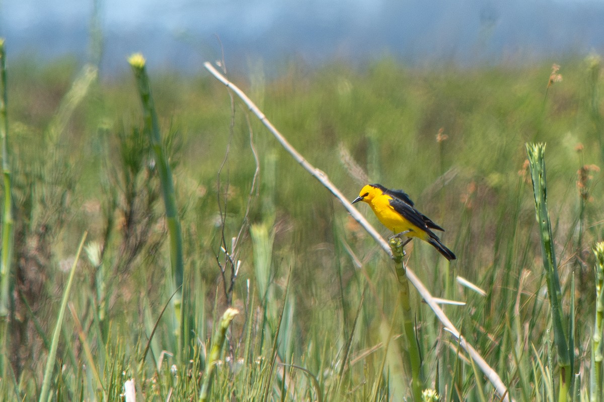 Saffron-cowled Blackbird - ML645869035