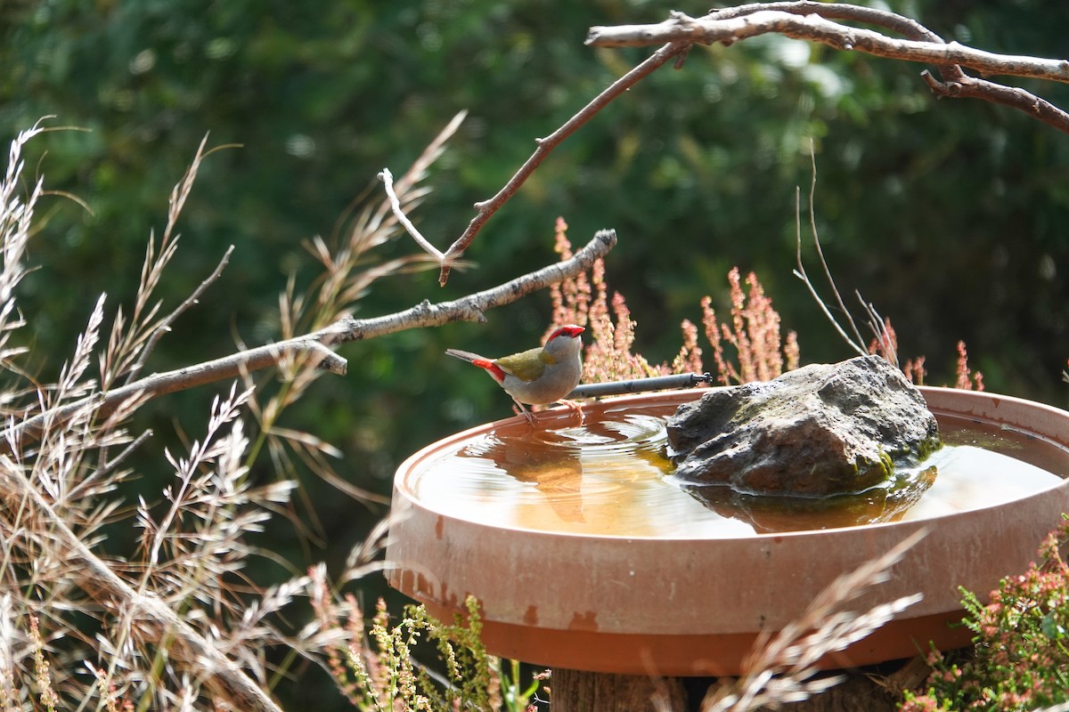 Red-browed Firetail - ML645869037