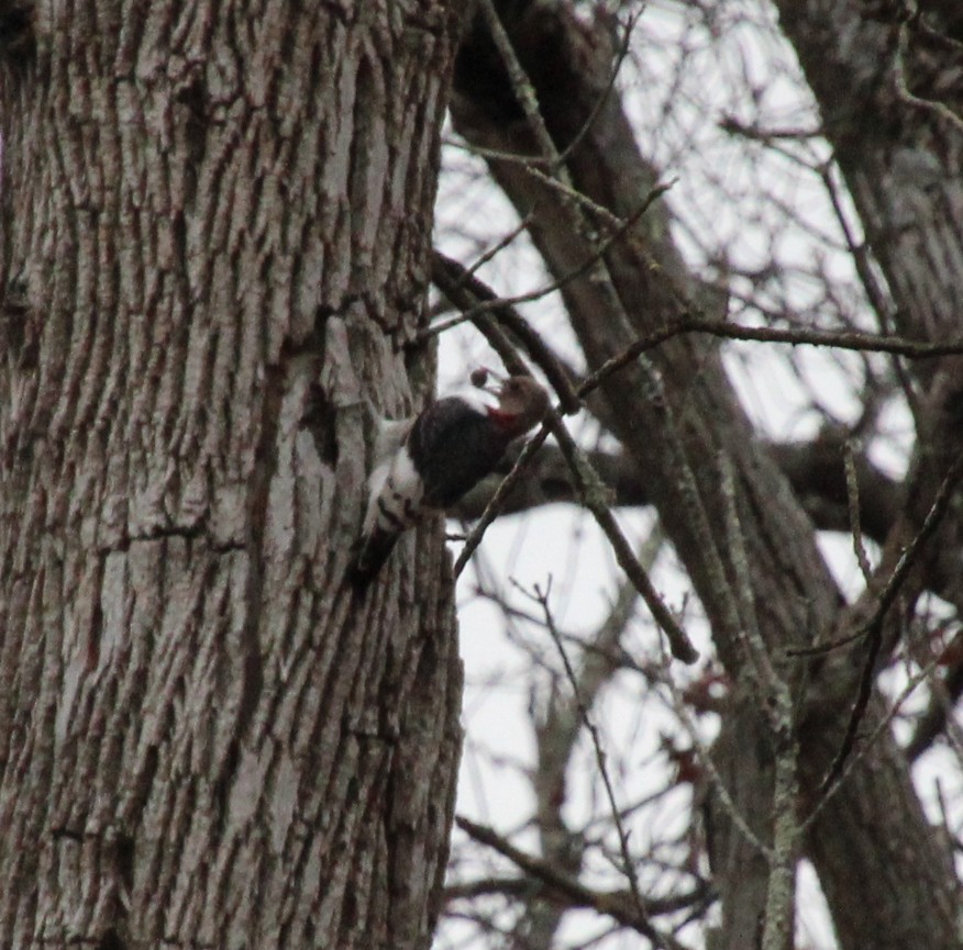 Red-headed Woodpecker - ML645869039