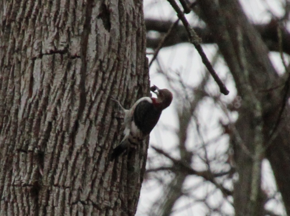 Red-headed Woodpecker - ML645869040