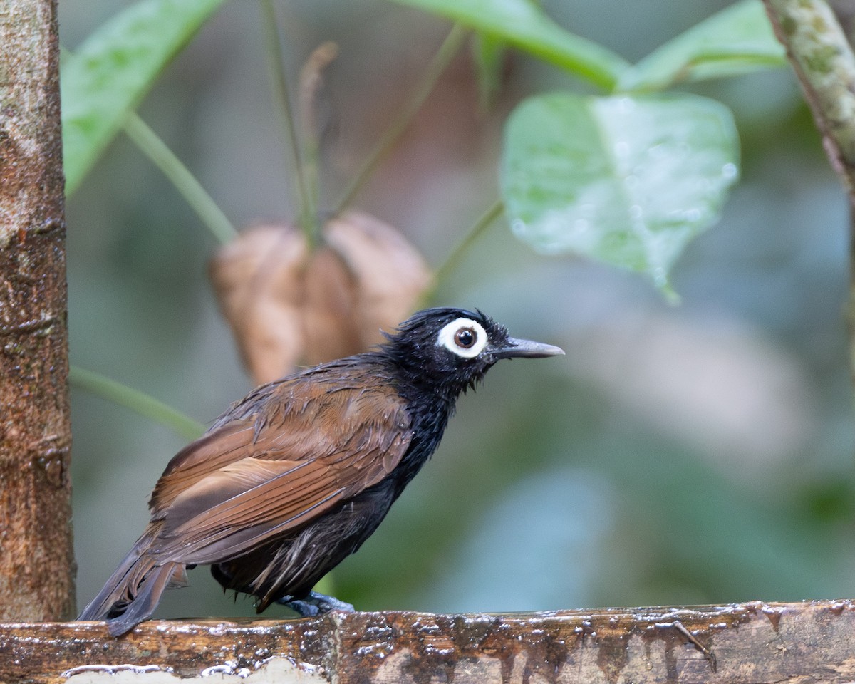 Bare-eyed Antbird - ML645869042