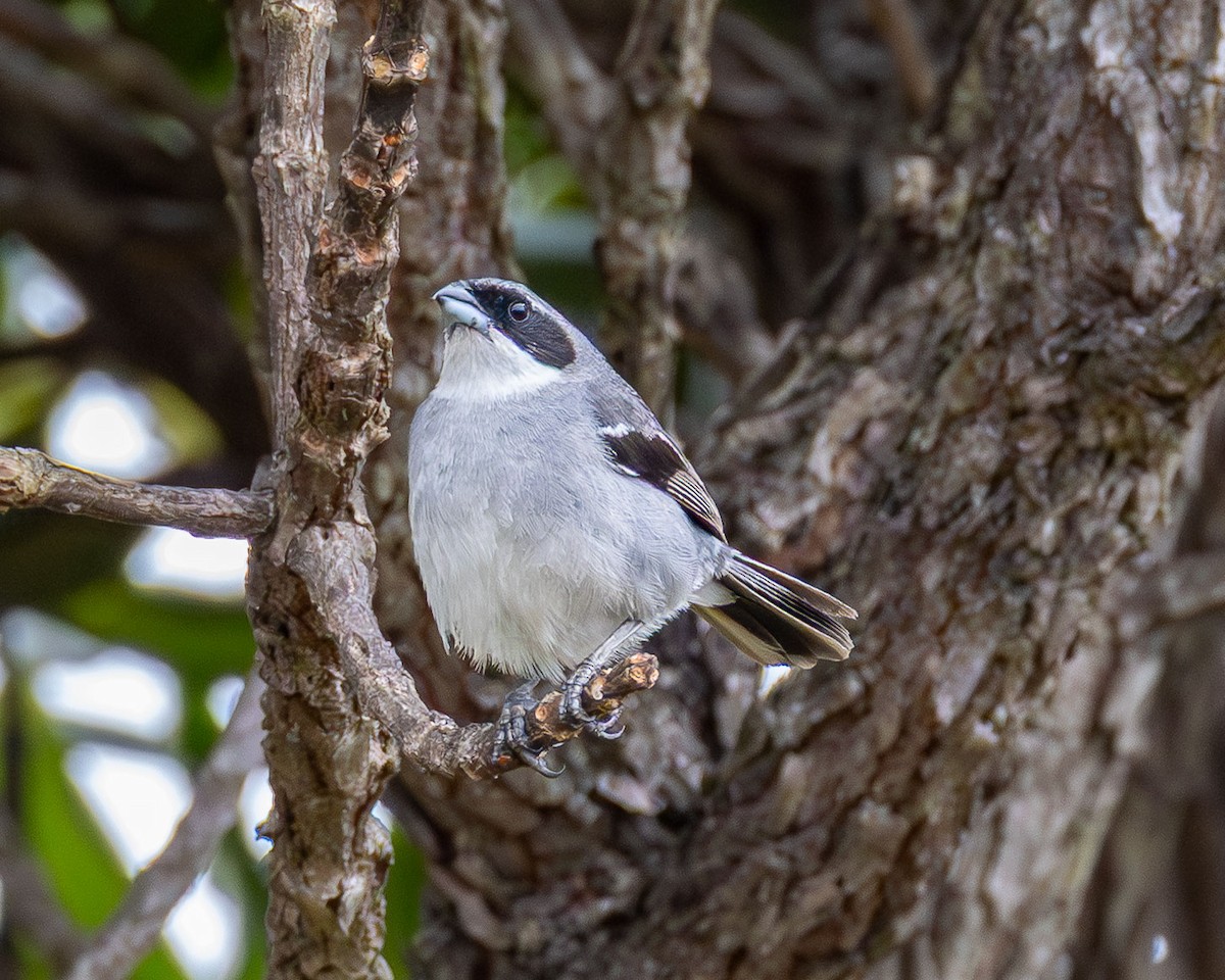 Örümcekkuşu Tangarası - ML645869043