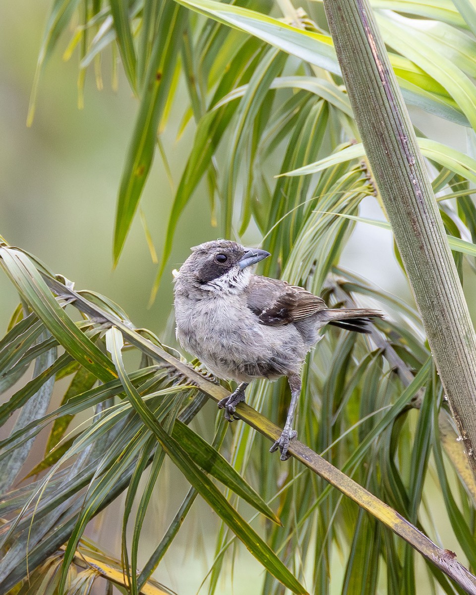 Örümcekkuşu Tangarası - ML645869045