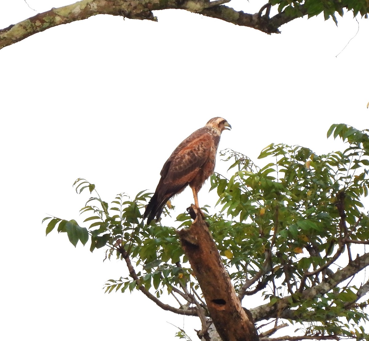 Саванный крабоед - ML645869046