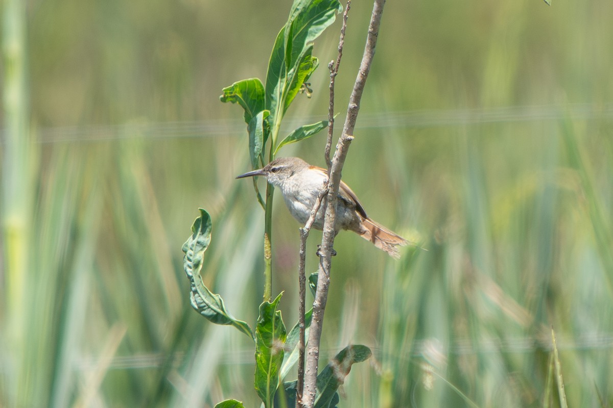 Straight-billed Reedhaunter - ML645869048