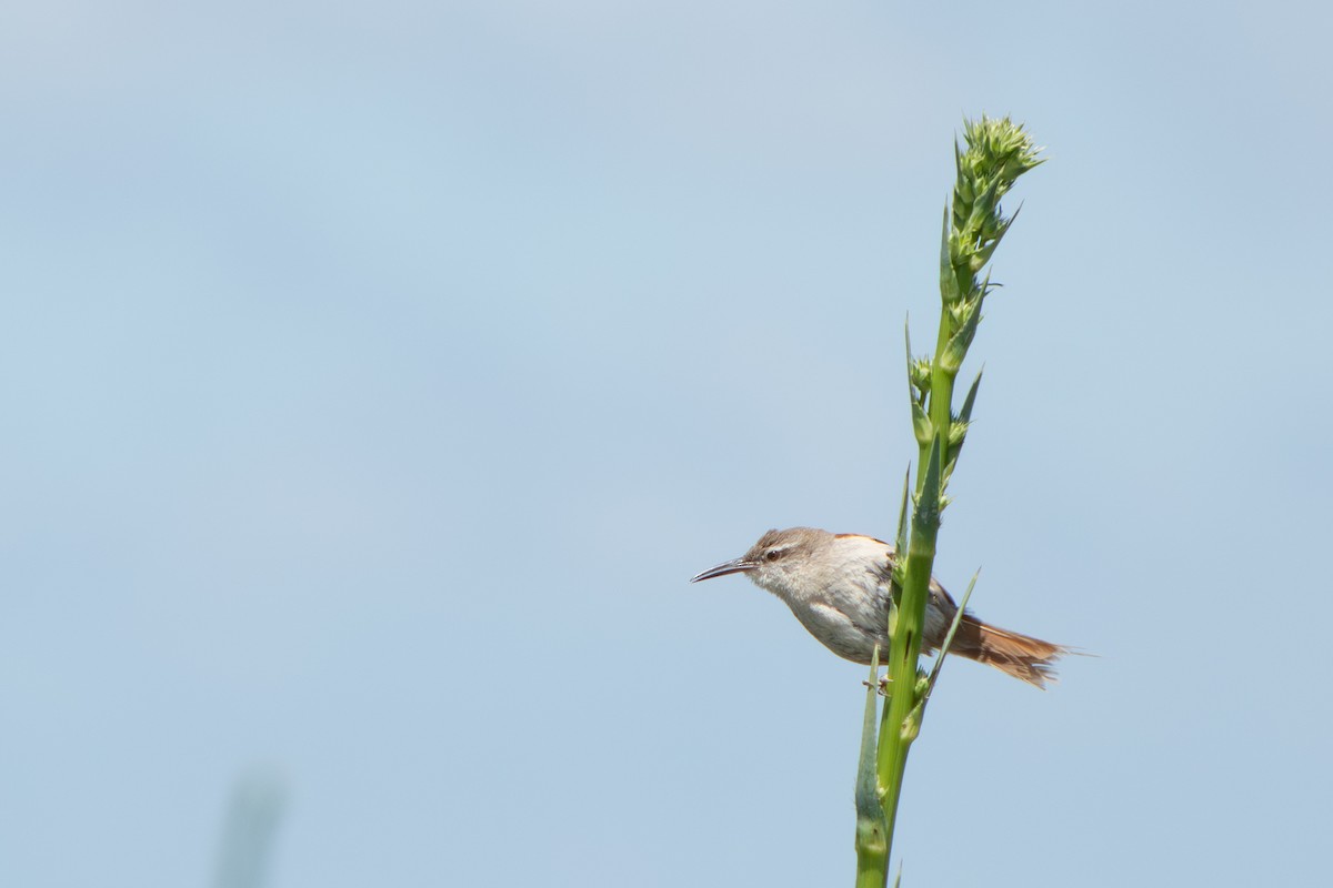 Straight-billed Reedhaunter - ML645869049