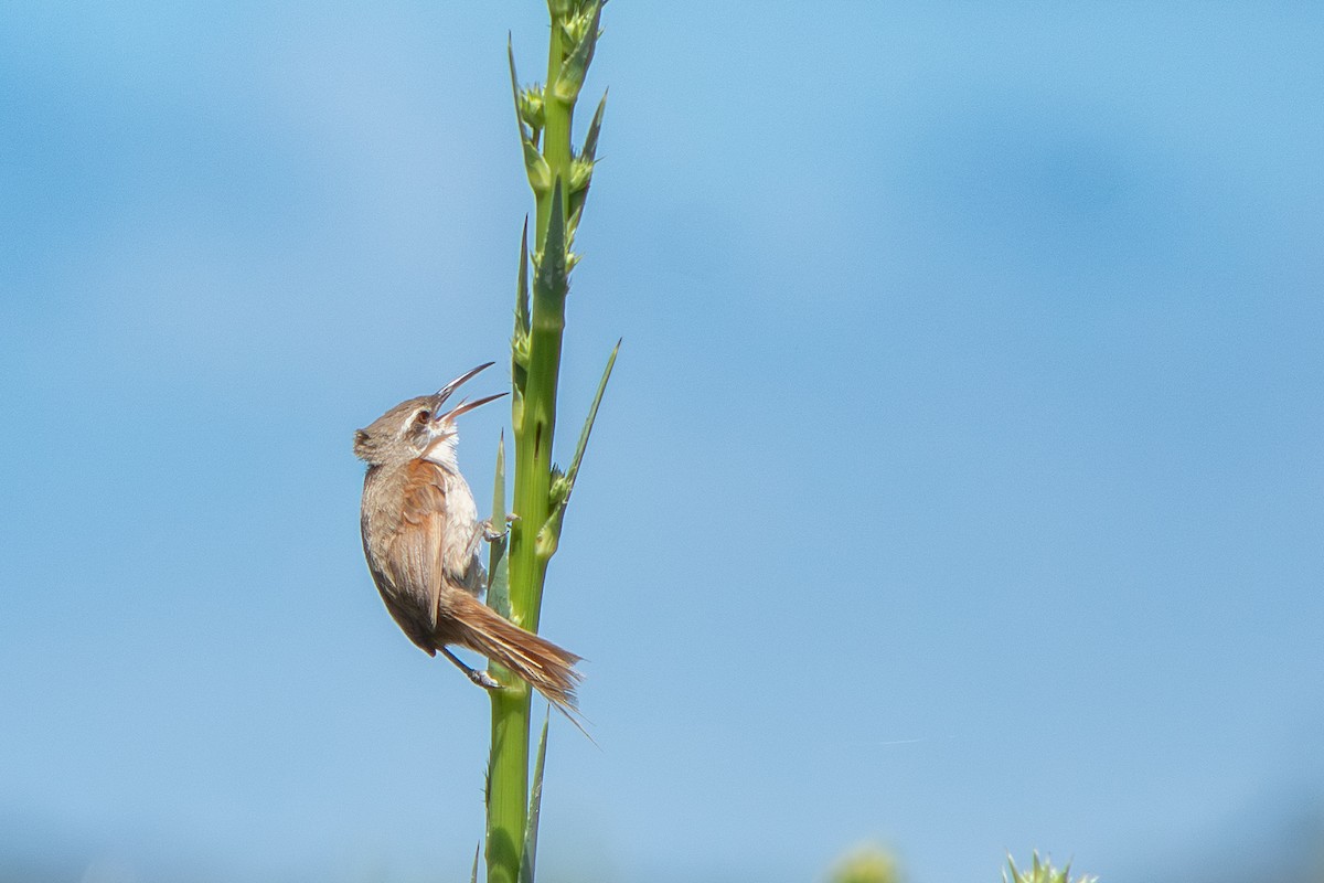 Straight-billed Reedhaunter - ML645869050