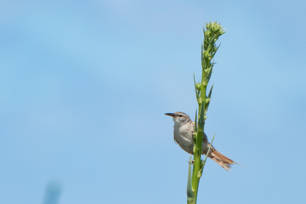 Straight-billed Reedhaunter - ML645869051