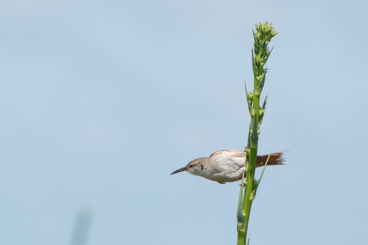 Straight-billed Reedhaunter - ML645869052