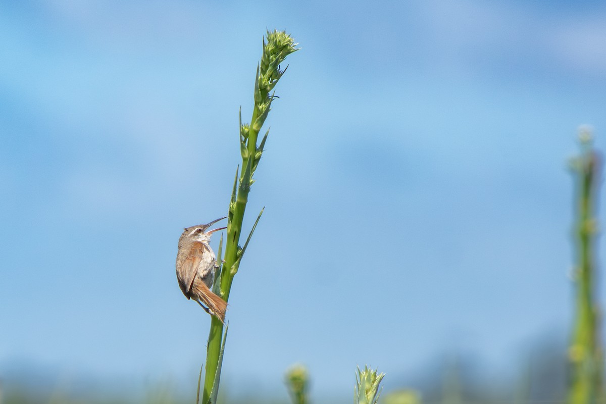 Straight-billed Reedhaunter - ML645869053