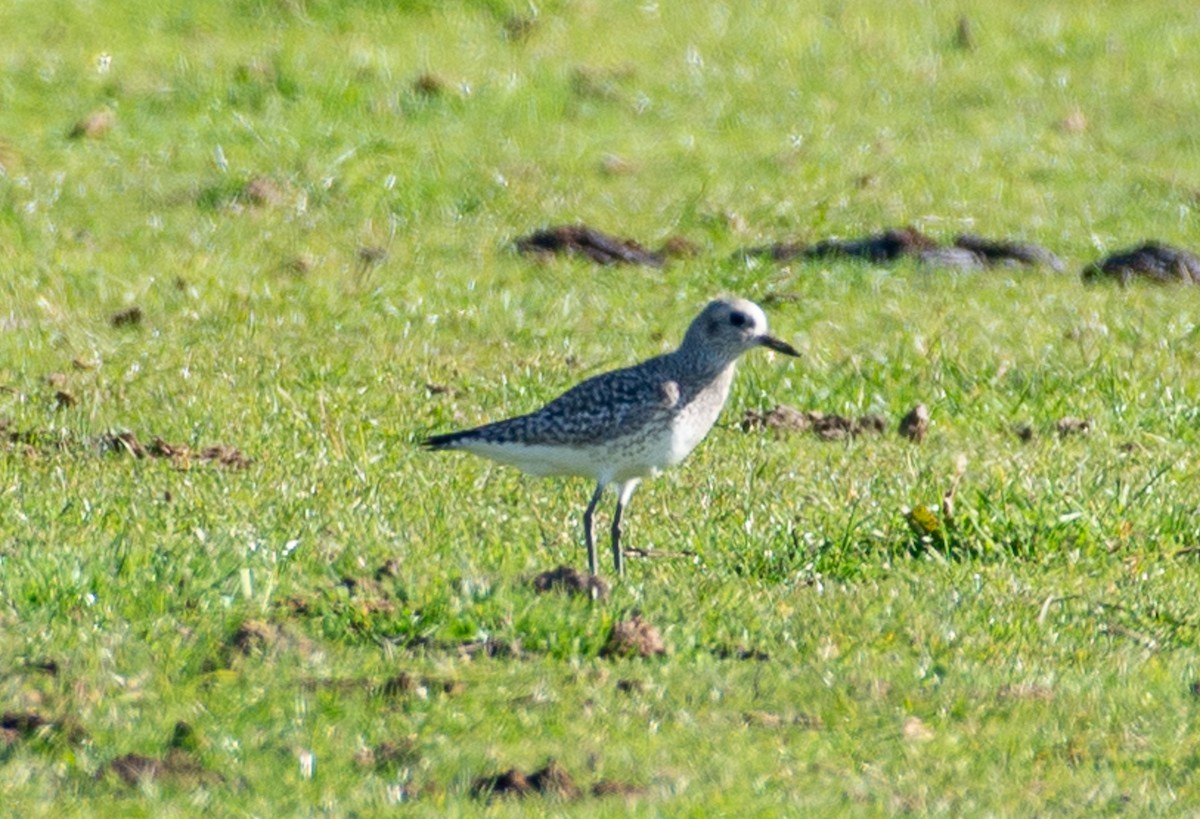 Black-bellied Plover - ML645869055