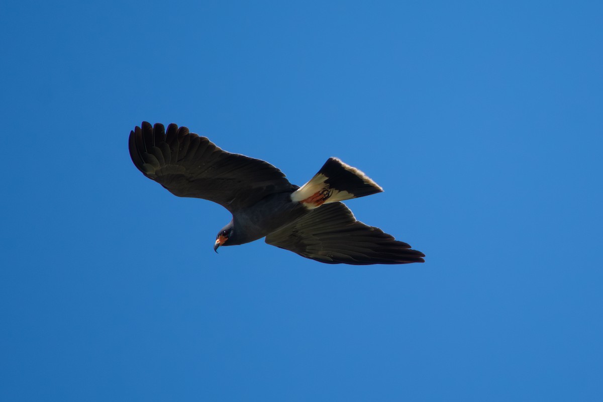 Snail Kite - ML645869057