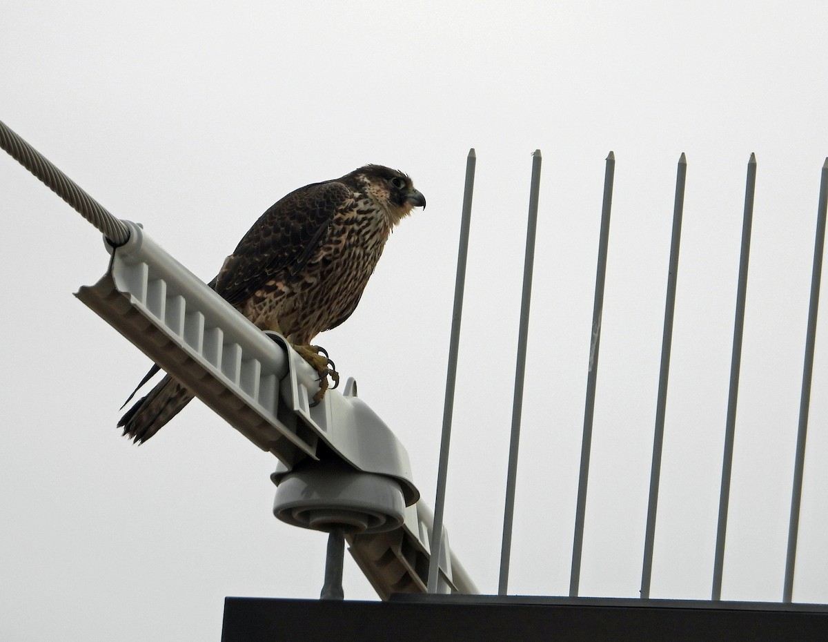 Peregrine Falcon - ML645869062