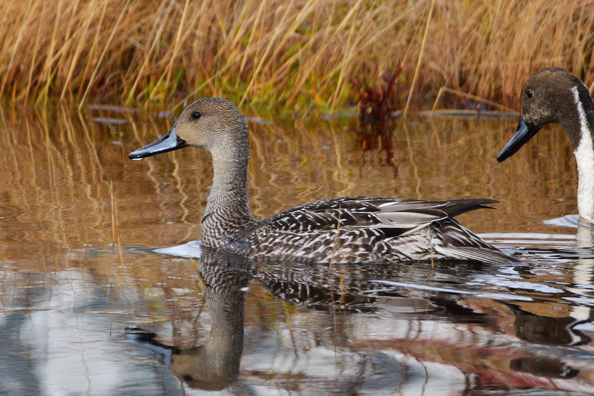 Northern Pintail - ML645869064