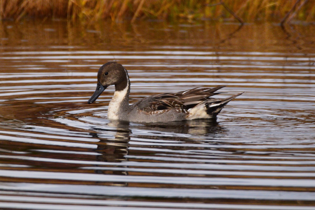 Northern Pintail - ML645869065