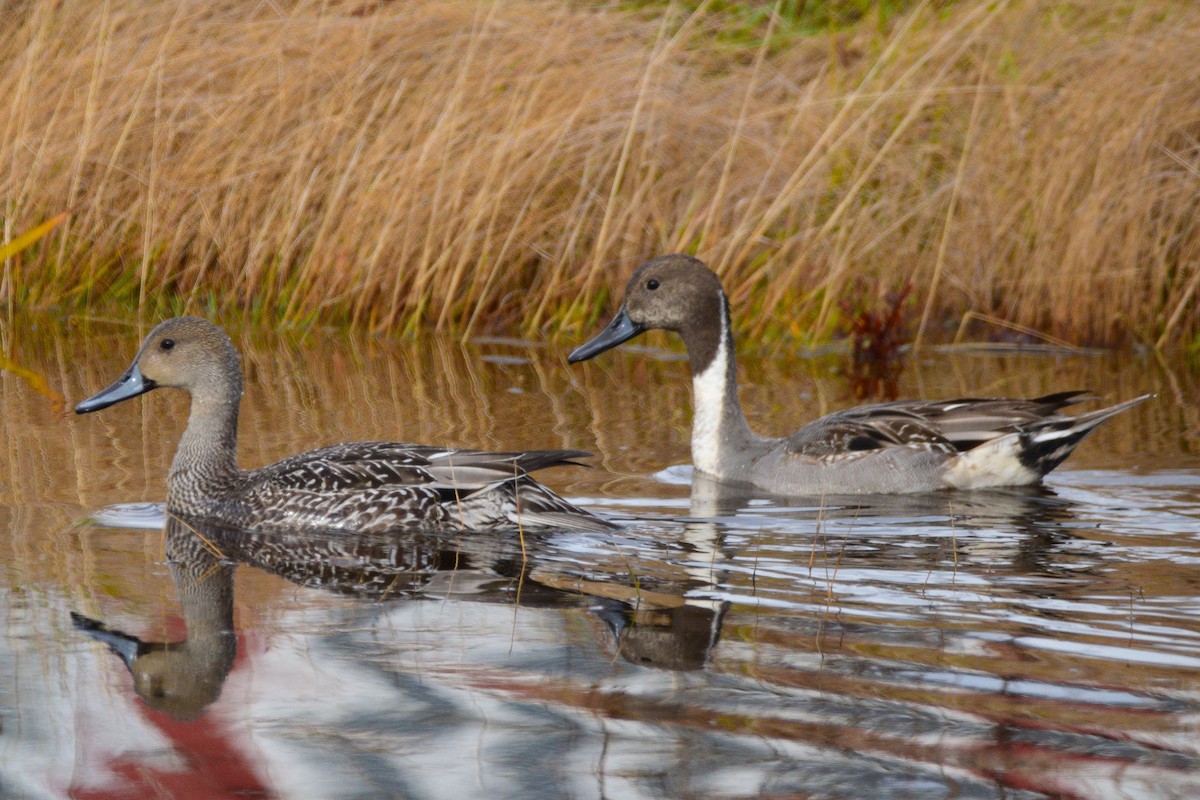 Northern Pintail - ML645869066