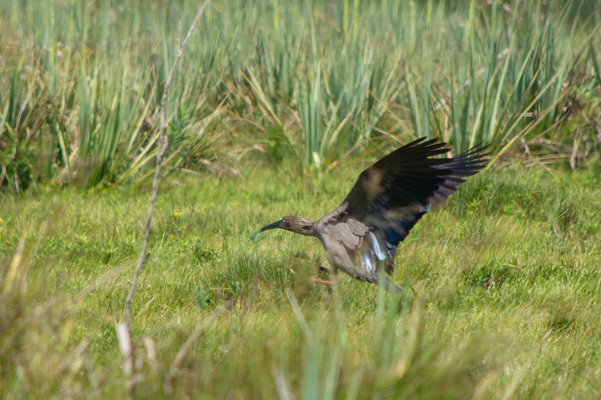 Plumbeous Ibis - ML645869067