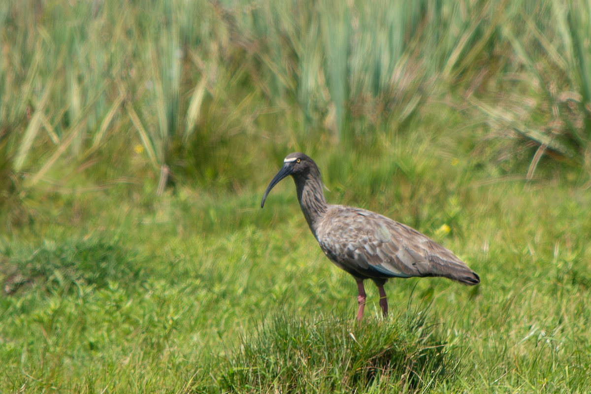 Plumbeous Ibis - ML645869068