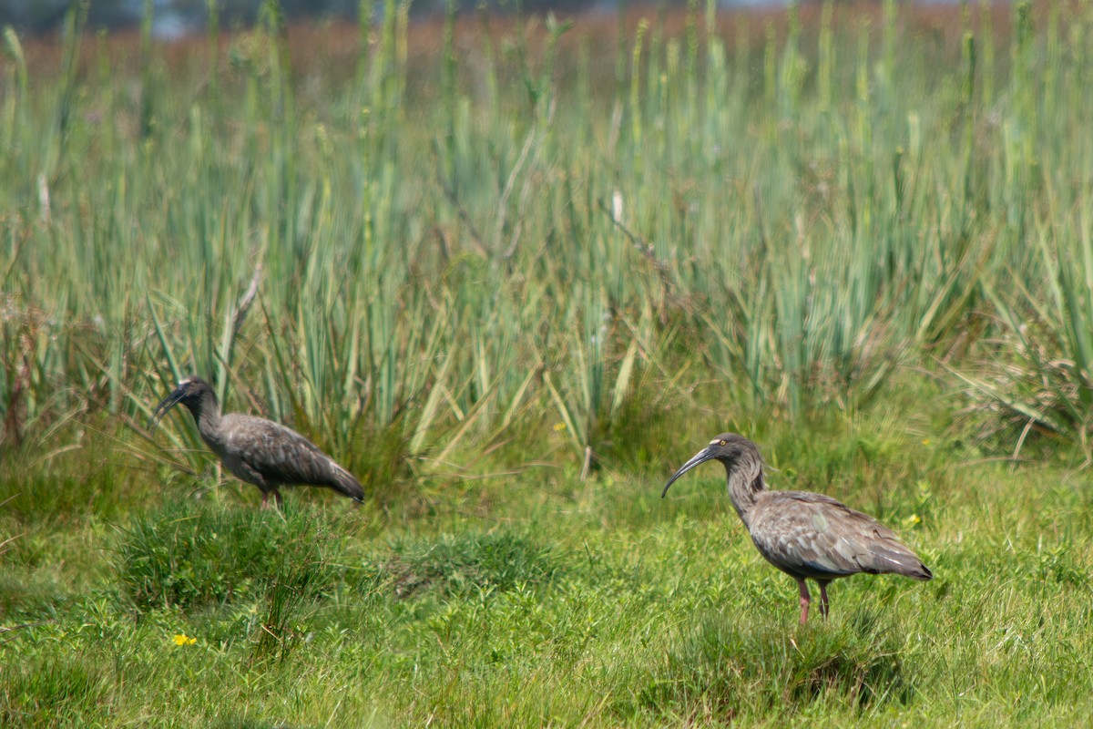 Plumbeous Ibis - ML645869069
