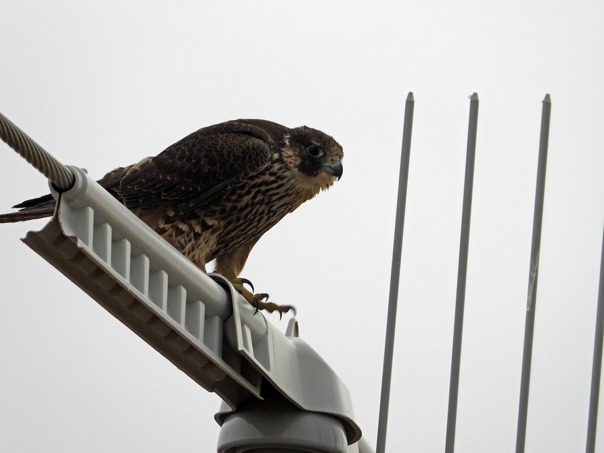 Peregrine Falcon - ML645869074