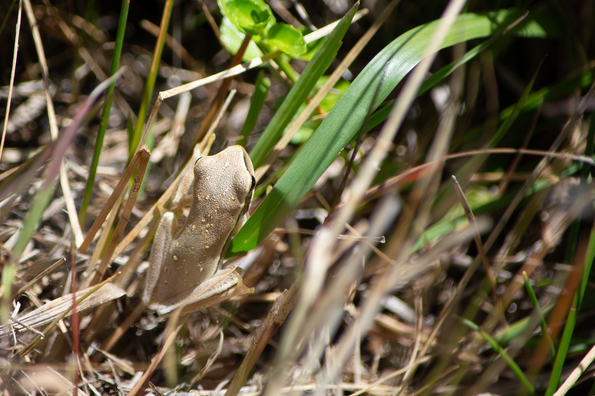 Montevideo Tree Frog - ML645869082