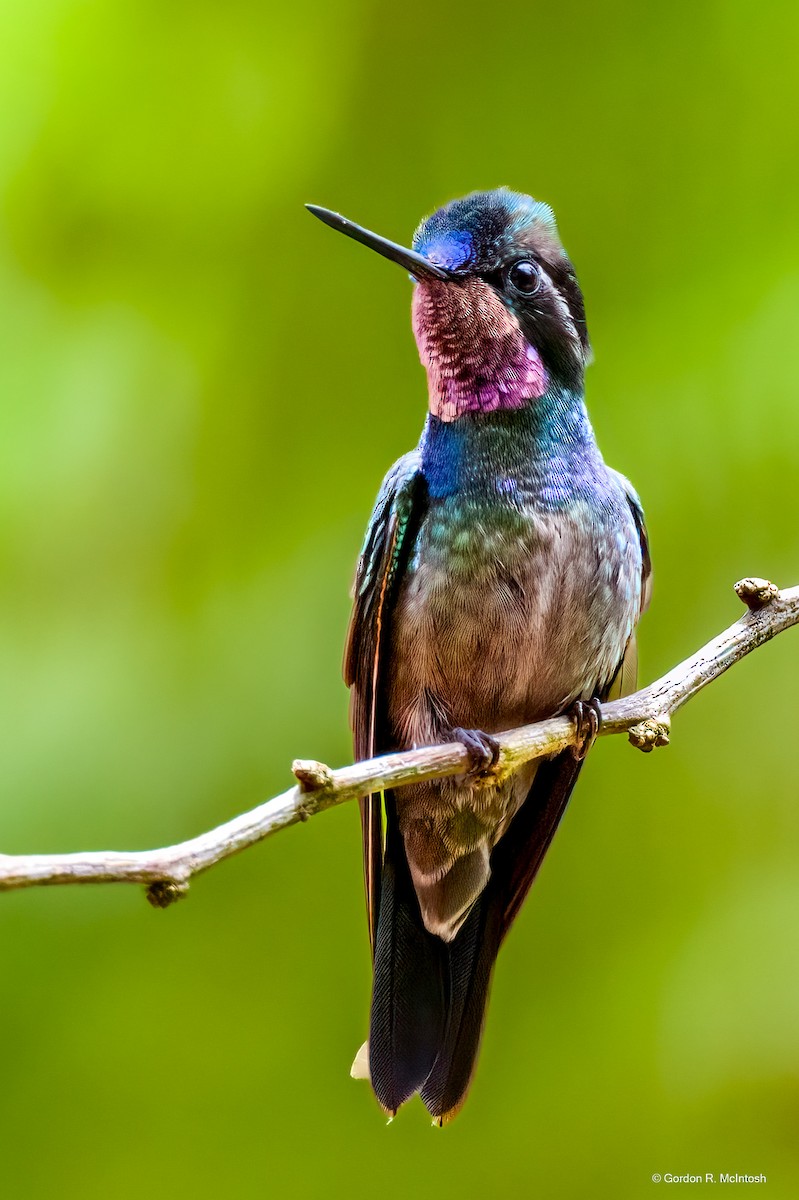 Purple-throated Mountain-gem - ML645869084