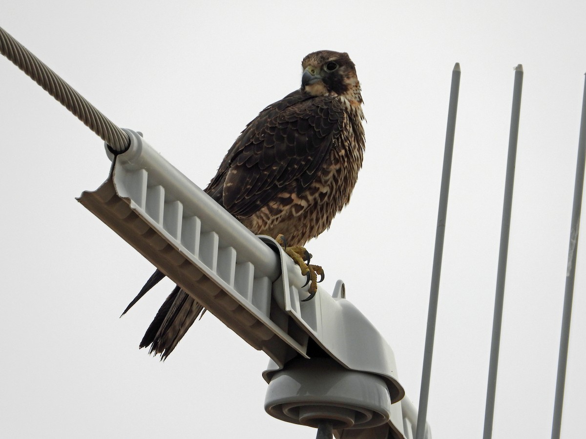 Peregrine Falcon - ML645869086