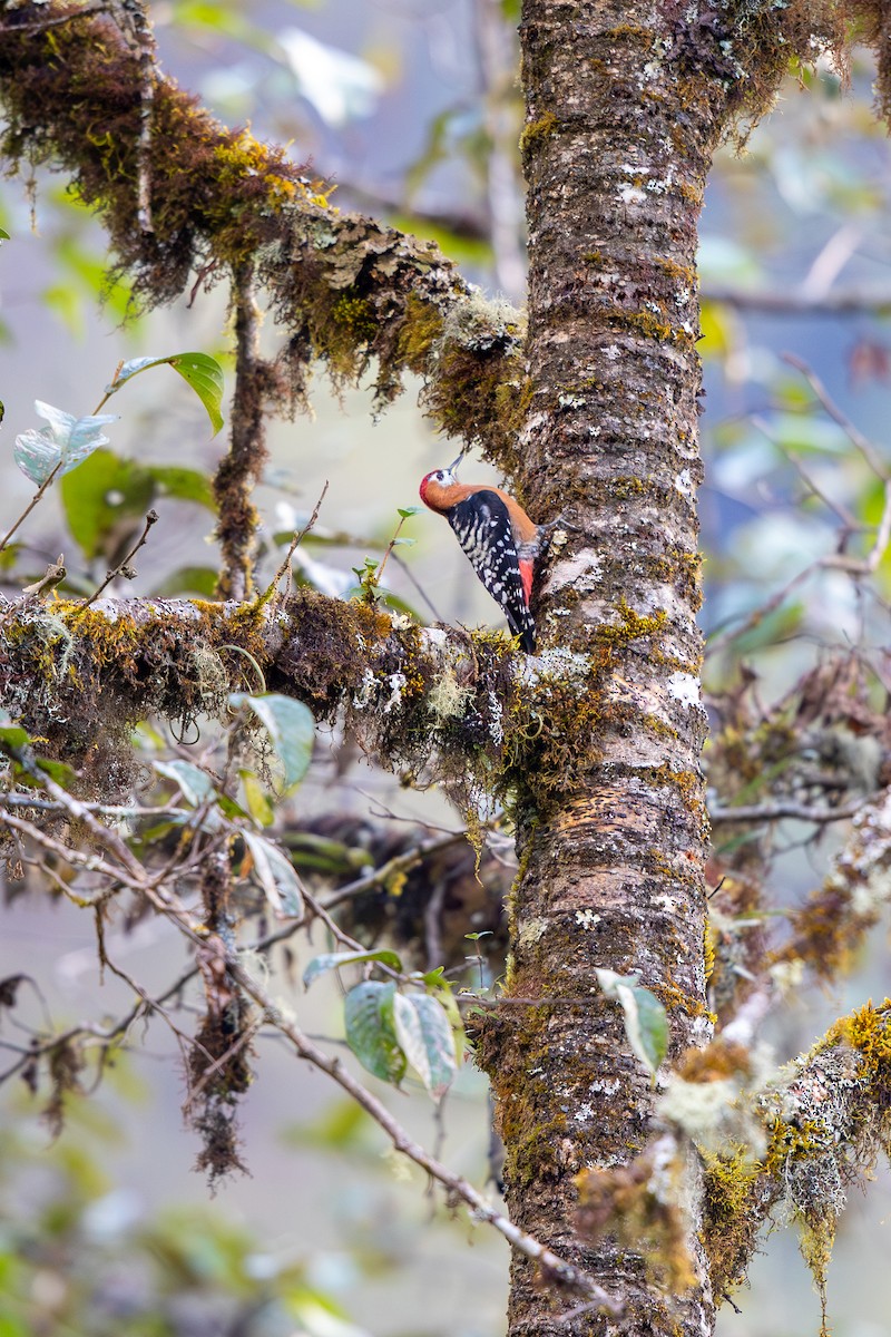 棕腹啄木 - ML645869089