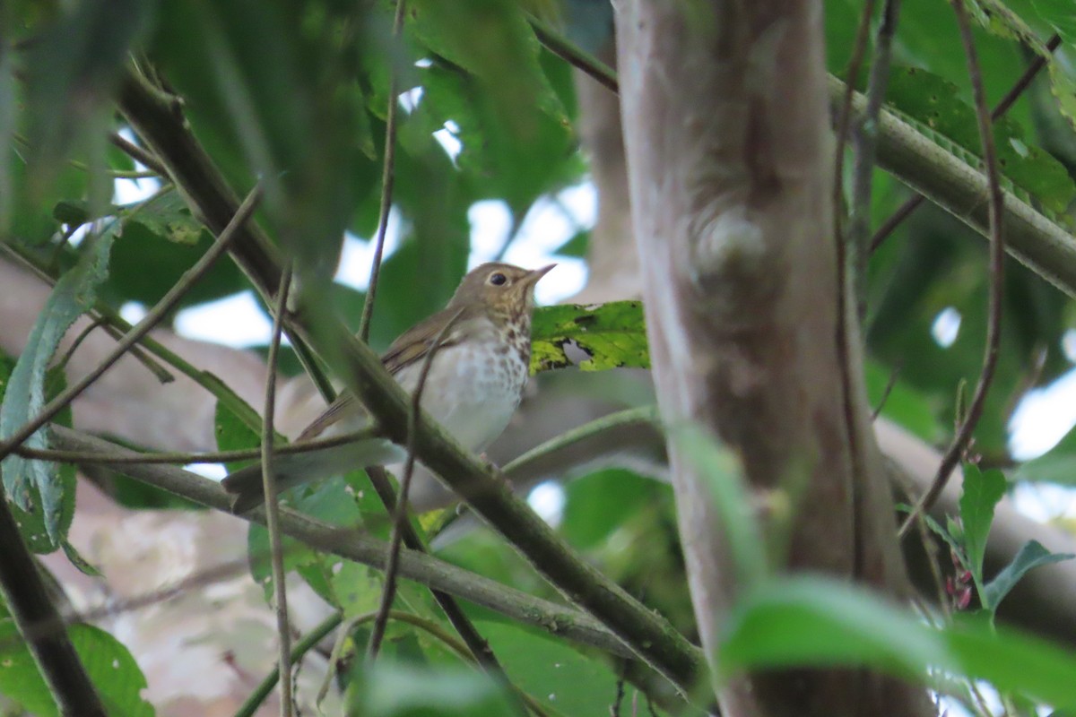 drozd západní - ML645869095