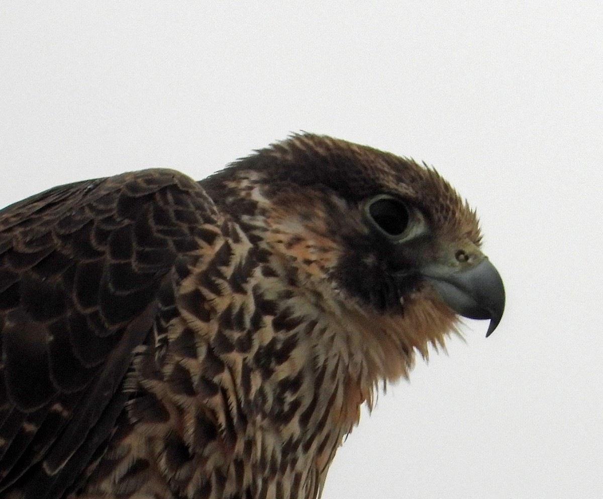 Peregrine Falcon - ML645869097