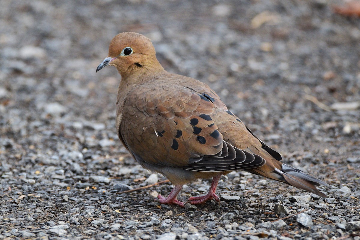 Mourning Dove - ML645869106