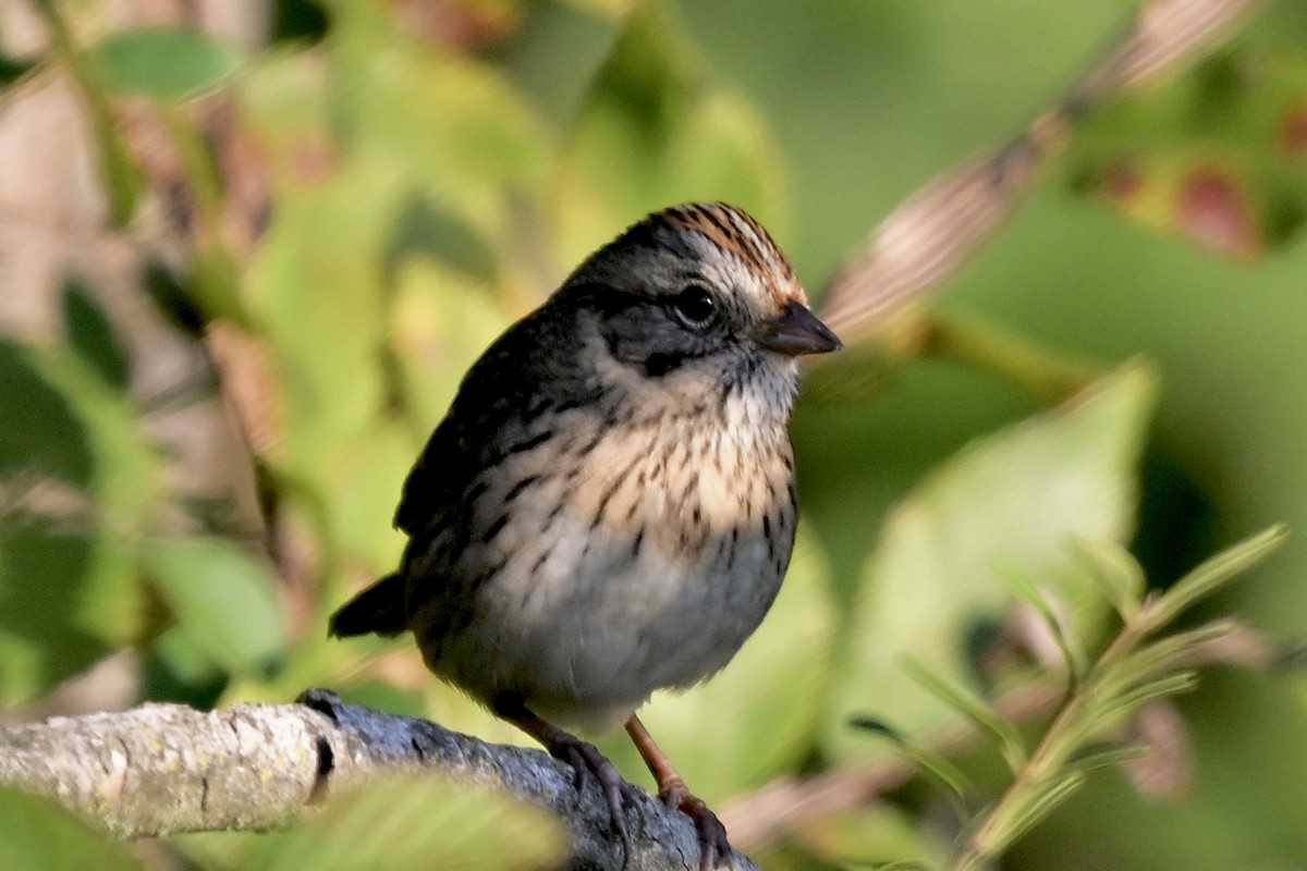 Lincoln's Sparrow - ML645869107
