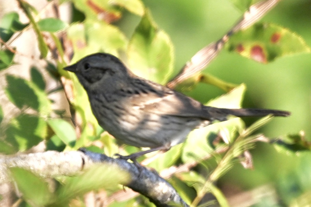 Lincoln's Sparrow - ML645869108