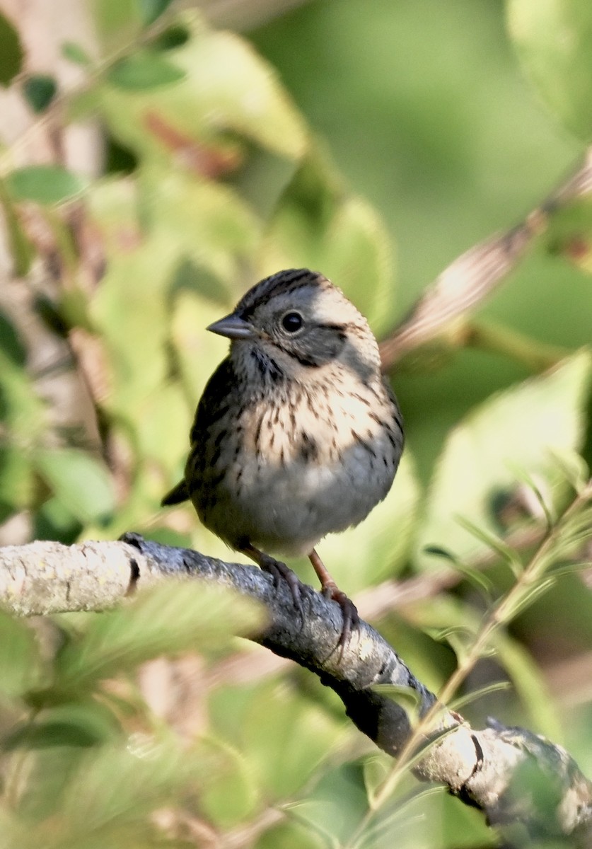 Lincoln's Sparrow - ML645869109