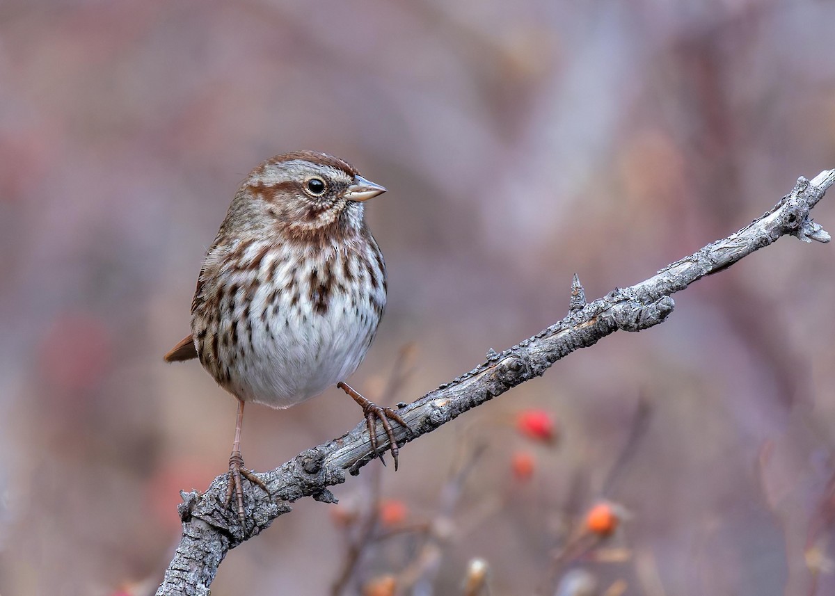 Song Sparrow - ML645869112