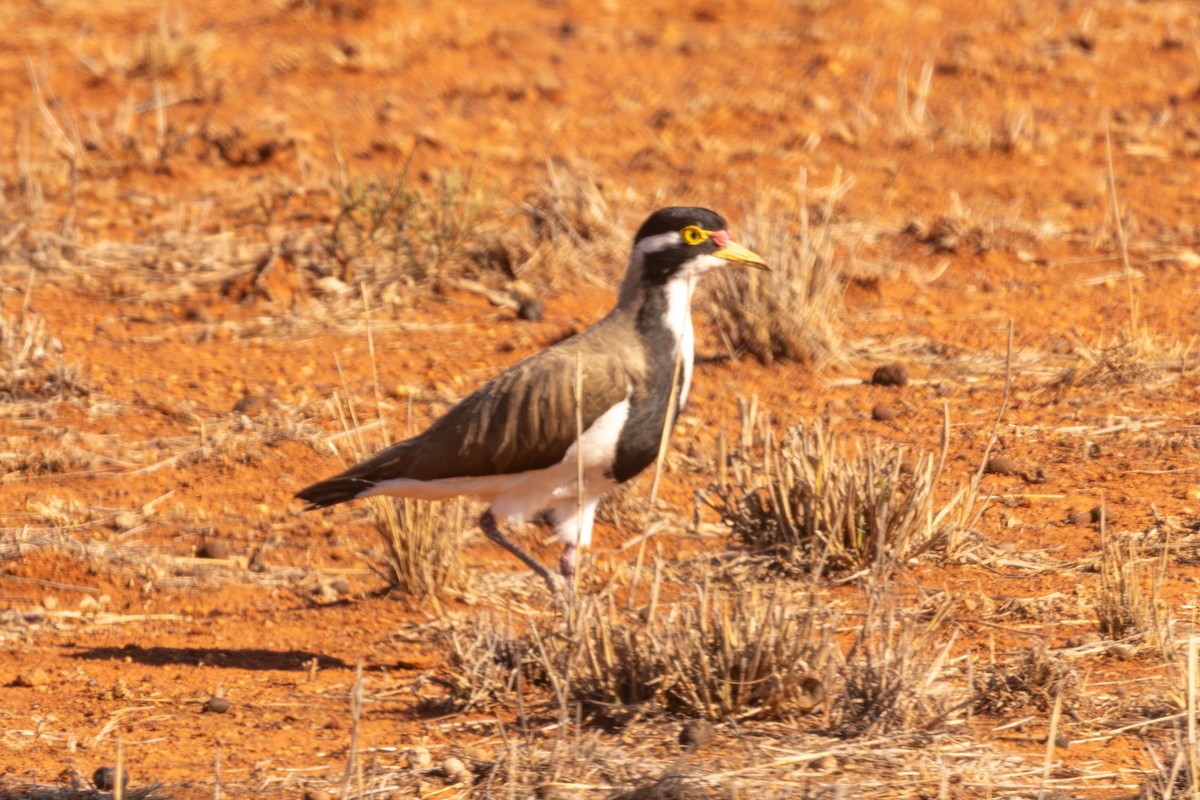 Banded Lapwing - ML645869115
