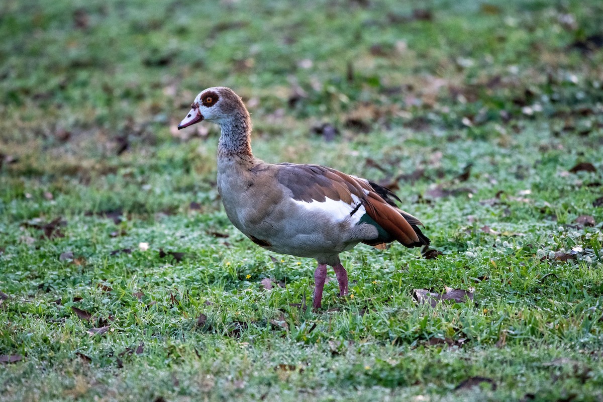 יאורית - ML645869120