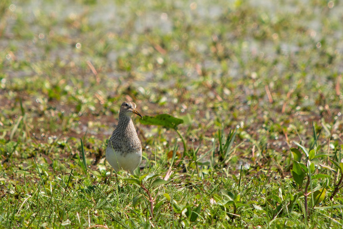 Çizgili Kumkuşu - ML645869122